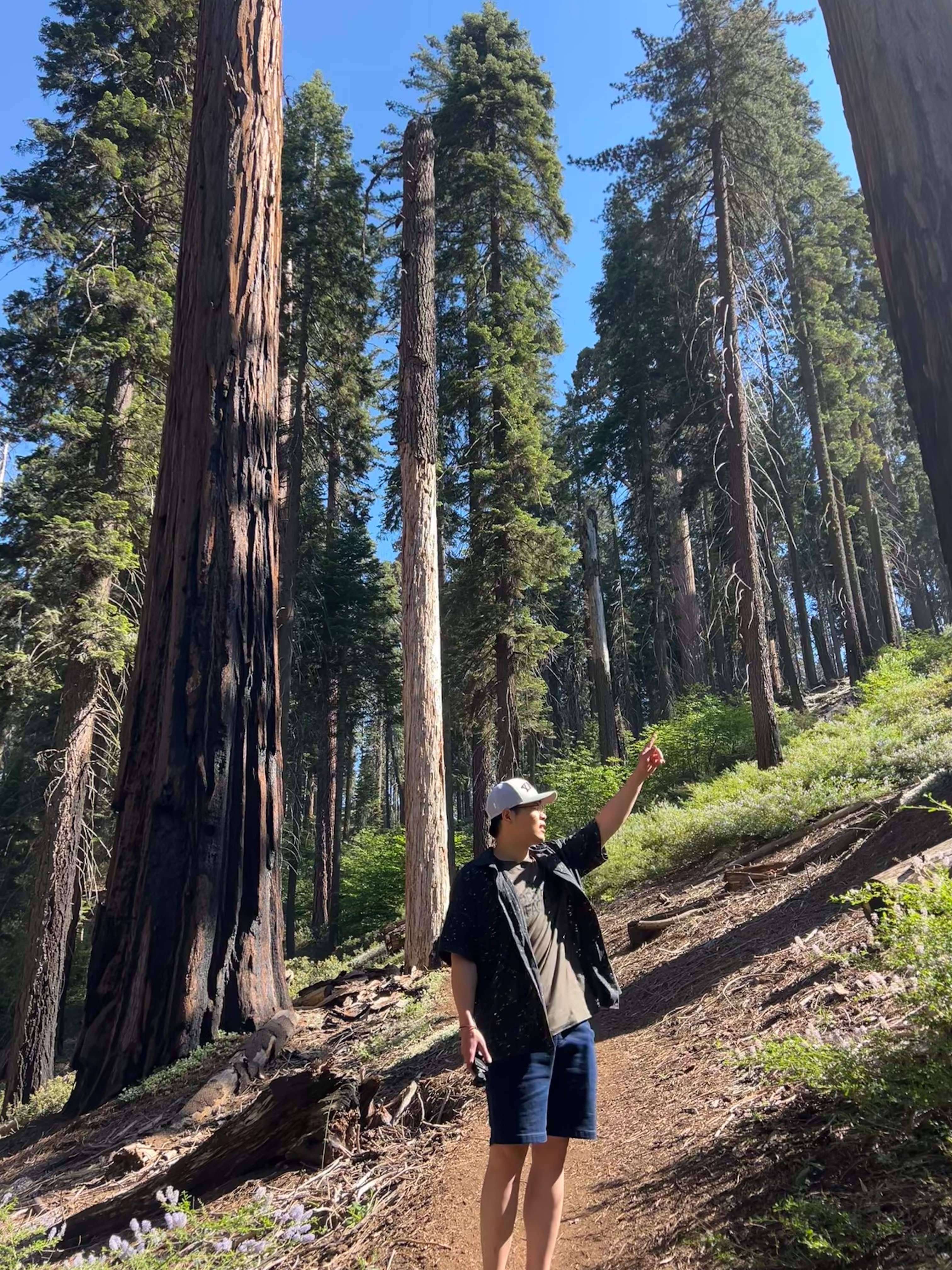 Sequoia